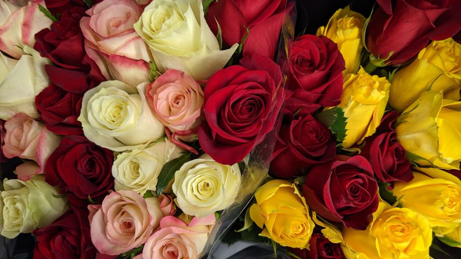 Films cultes, répliques romantiques et ours en rose : la surprise qui rapproche
