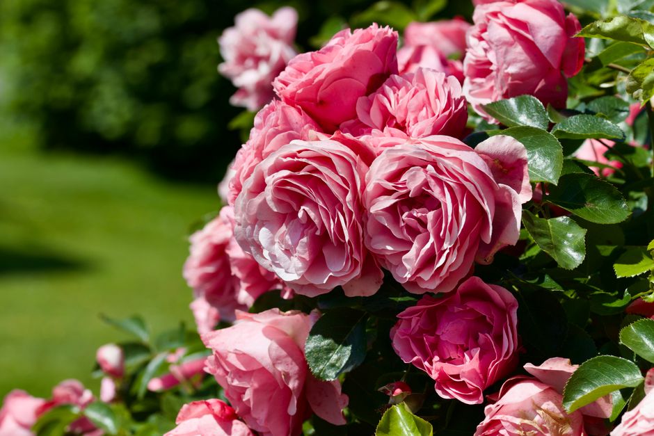 Comment choisir des fleurs selon la symbolique des couleurs