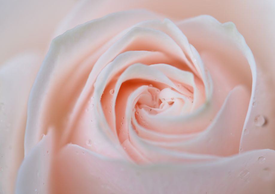 Le langage des fleurs : les grands classiques à connaître